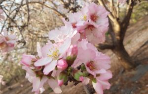 ריפוי מלא מפיברומיאלגיה